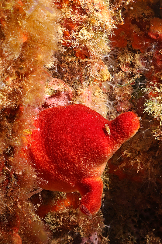 Colera - Ascidie rouge où est posé ce qui ressemble à un tout petit bernard l hermite