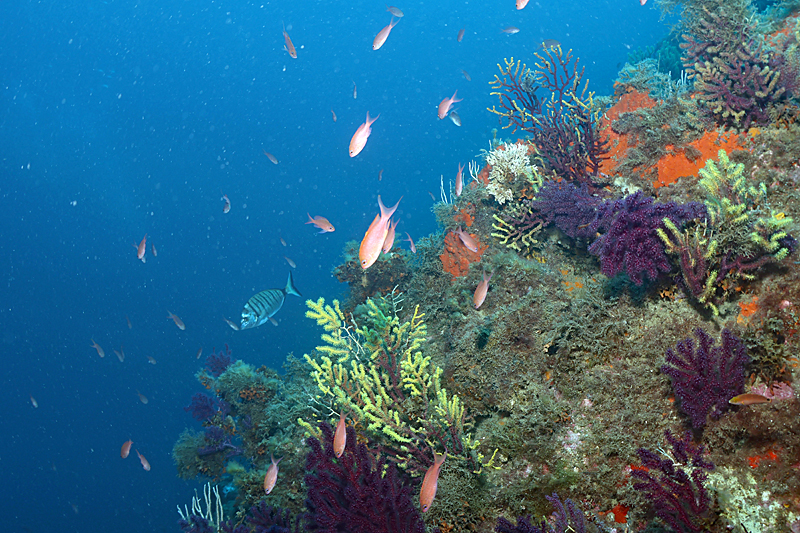 Colera - Gorgones et anthias