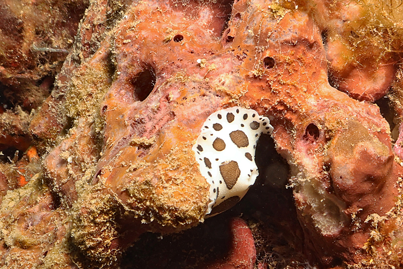 Colera - Doris dalmatien