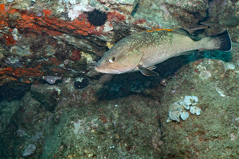 Colera - Mérou brun de Méditerranée