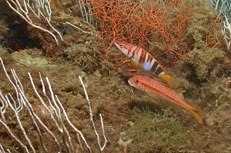 Colera - Rouget-bardet de roche et serran-écriture