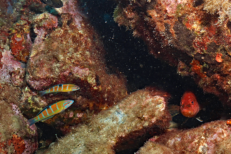 Colera - Girelles-paons et serran-chèvre