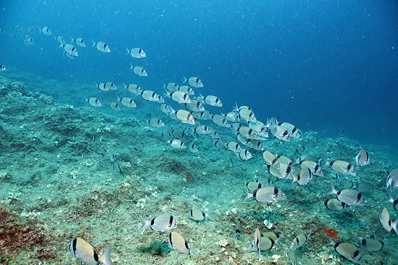 Colera - Sars à tête noire
