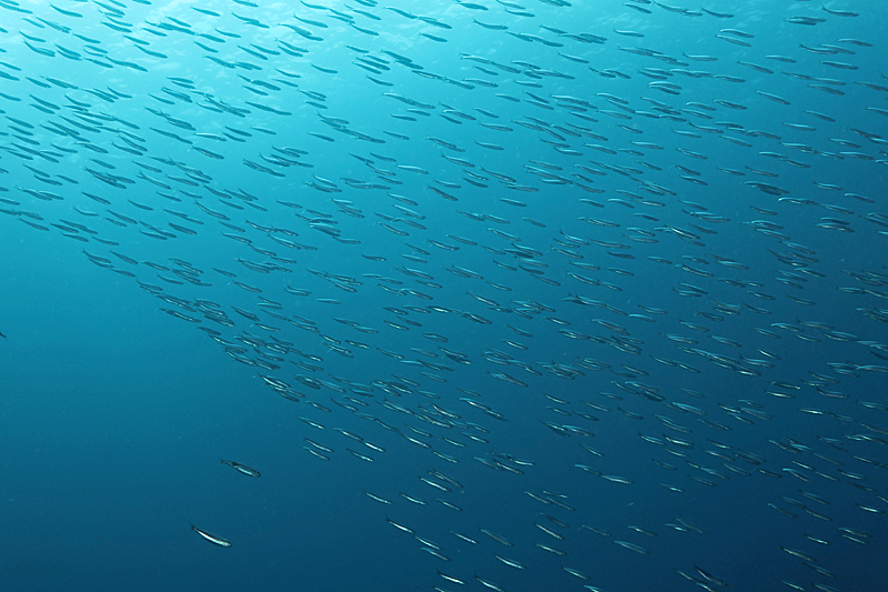 Colera - Banc d anchois