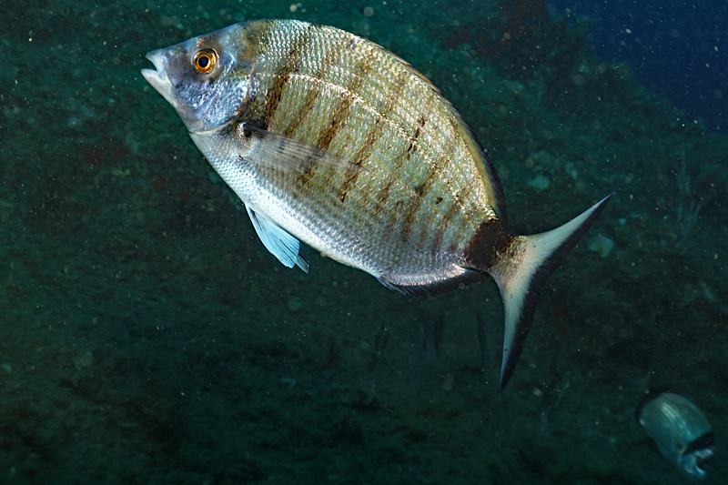 Colera - Sar à museau pointu