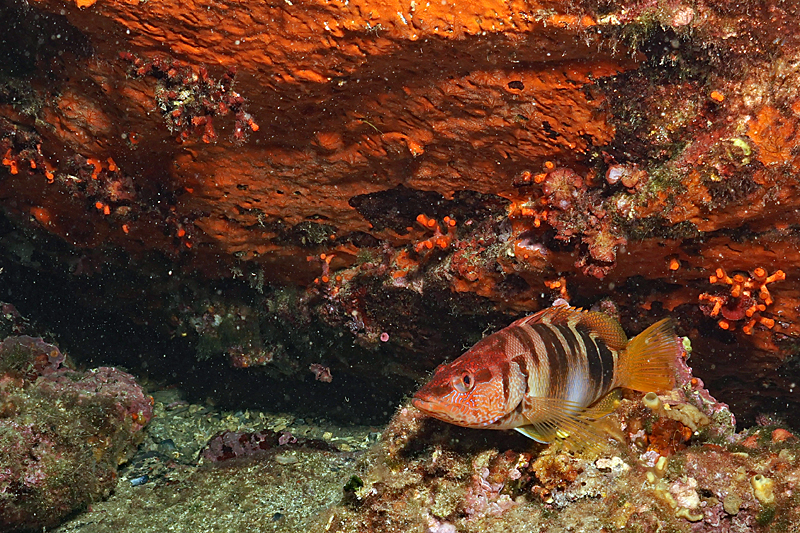 Colera - Serran-écriture