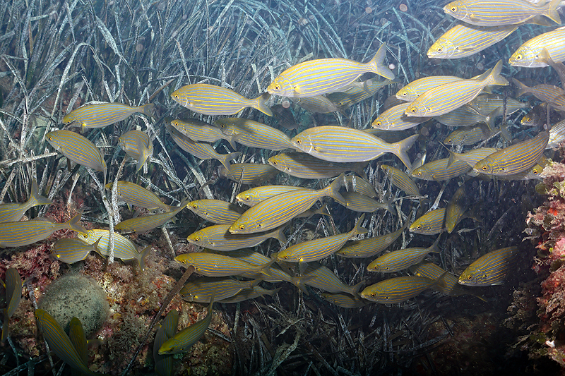 Estartit - Enorme banc de saupes