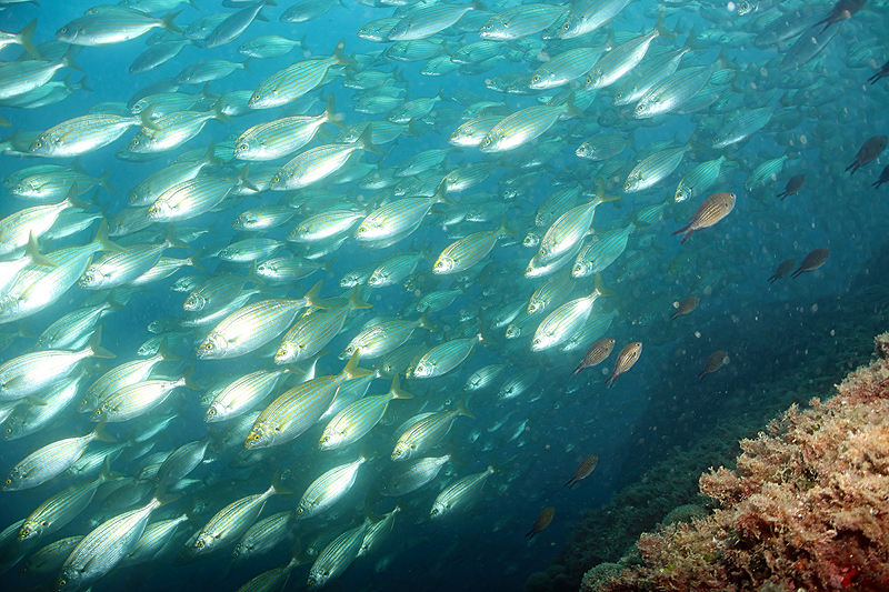 Estartit - Enorme banc de saupes