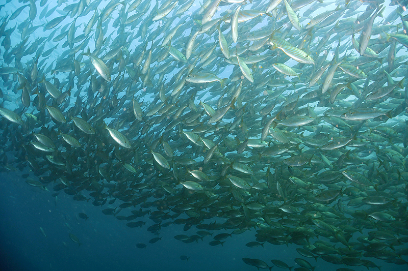 Estartit - Enorme banc de saupes