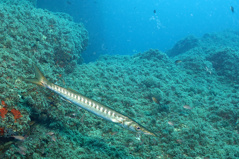 Estartit - Barracuda