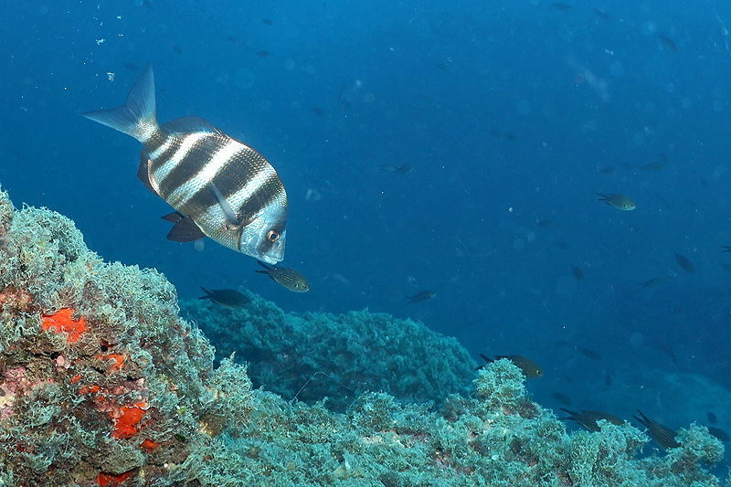 Estartit - Sar tambour