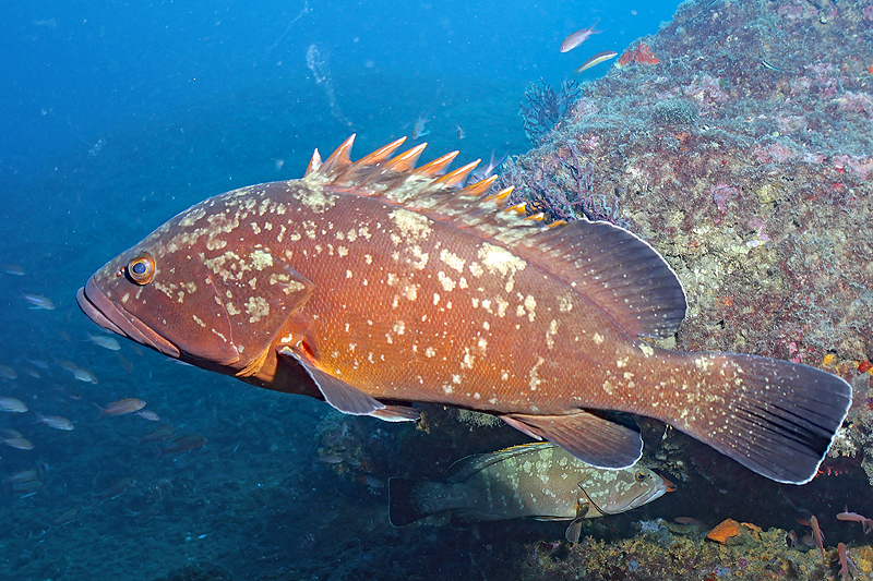 Estartit - Mérous bruns de Méditerranée