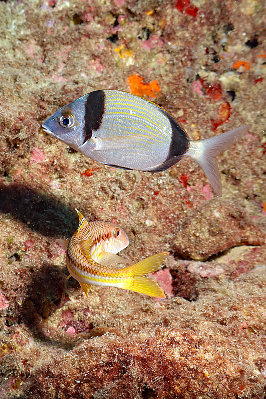 Estartit - Sar à tête noire et rouget-bardet de roche