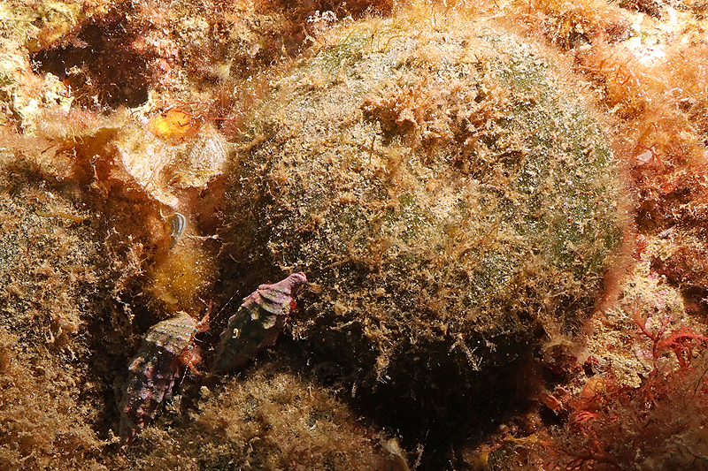 Estartit - Bernards l hermite et béret-basque