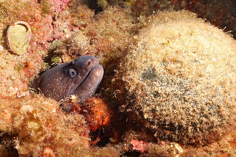 Estartit - Murène et crevette nettoyeuse rouge