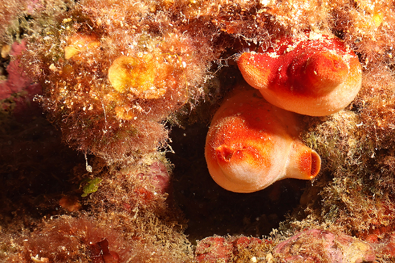 Estartit - Ascidies rouges