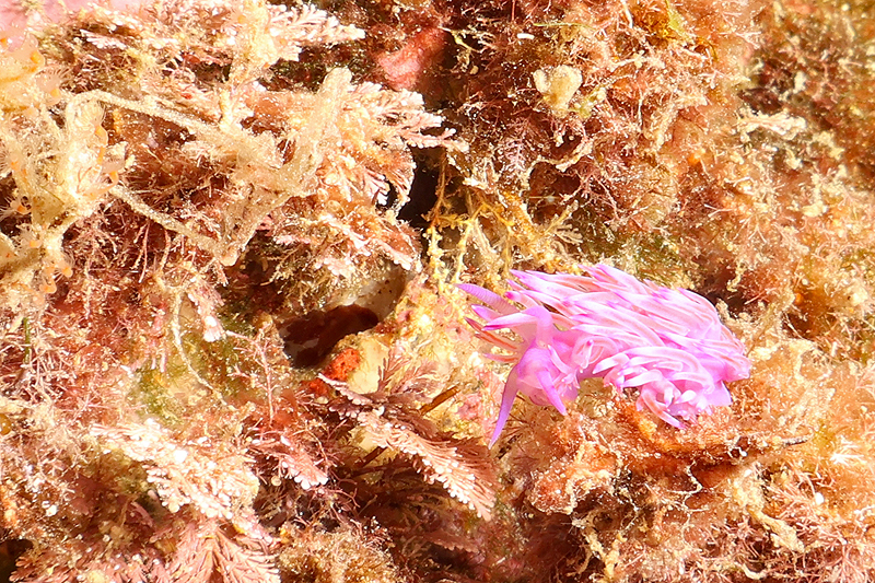 Estartit - Flabelline mauve