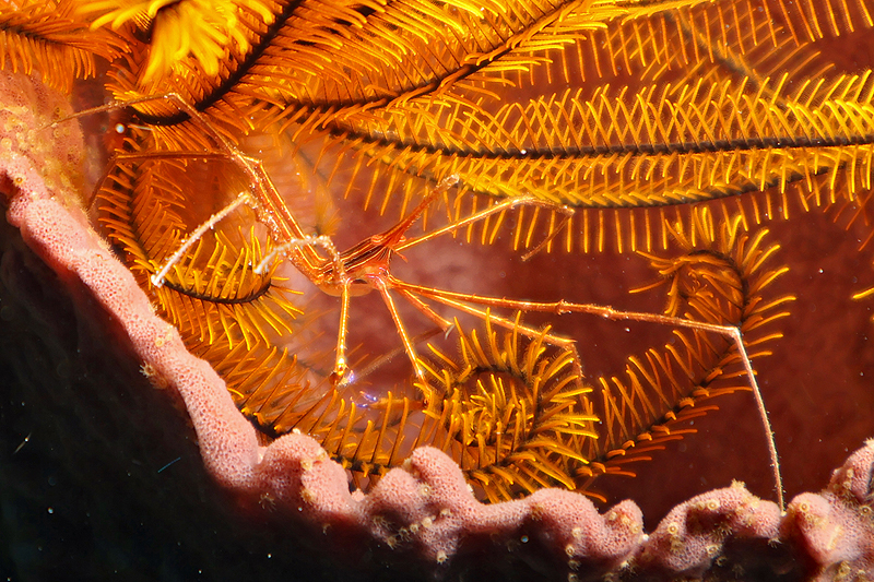 Martinique - photo n° 1