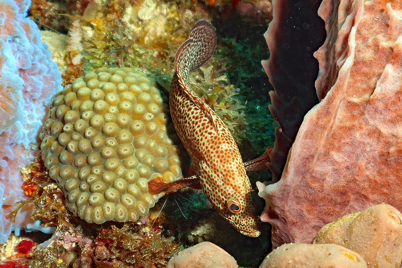 Martinique - photo n° 2