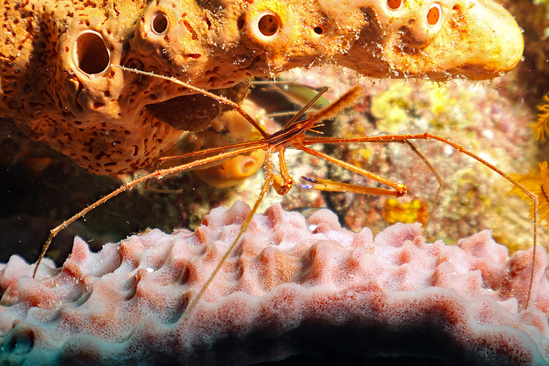 Martinique - photo n° 3