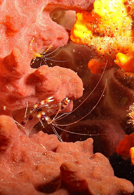 Martinique - Grandes crevettes nettoyeuses (dont une juvénile) dans une éponge
