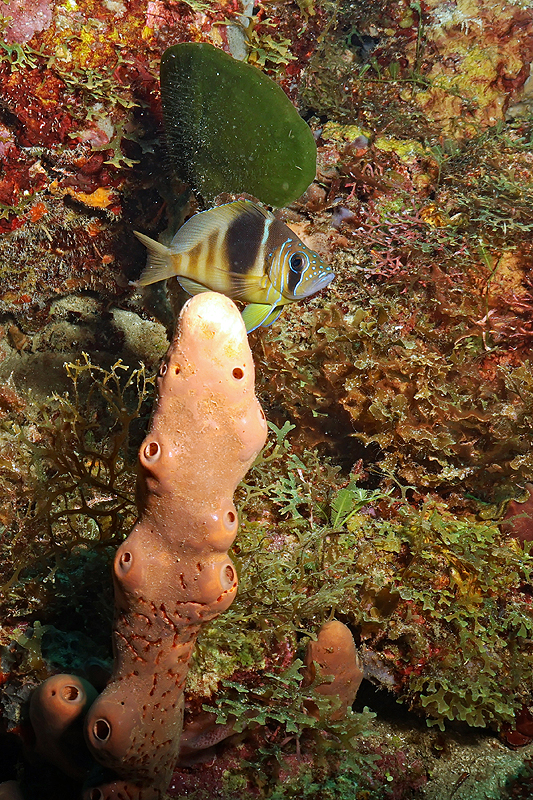 Martinique - photo n° 6