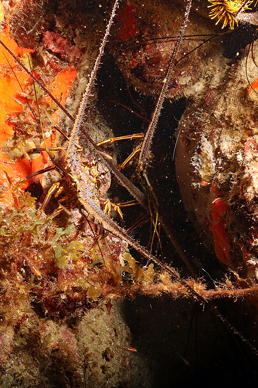 Martinique - photo n° 7