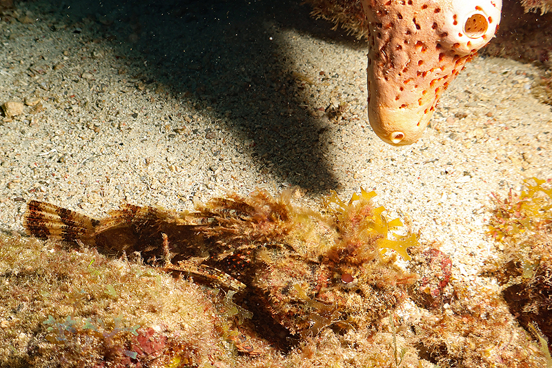 Martinique - photo n° 8