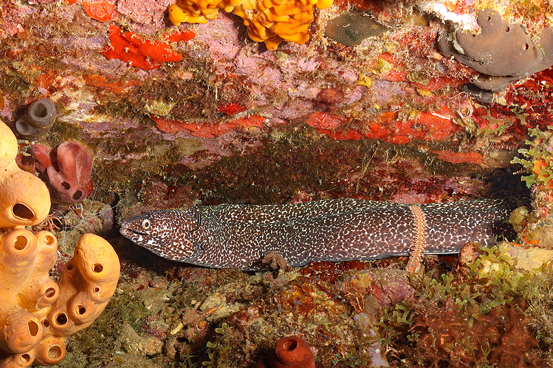 Martinique - photo n° 9