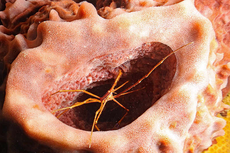 Martinique - photo n° 10