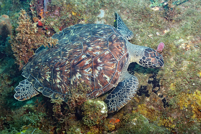 Martinique - photo n° 11