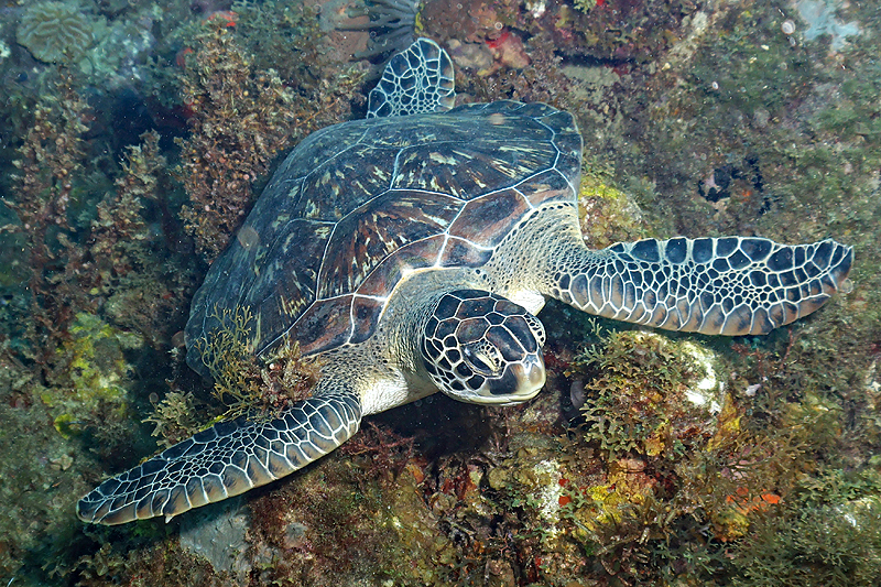 Martinique - Tortue verte