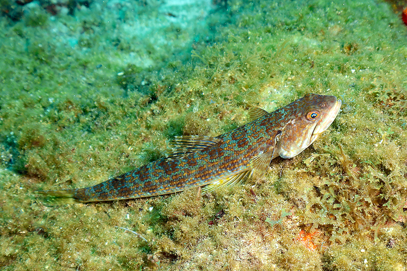 Martinique - photo n° 13