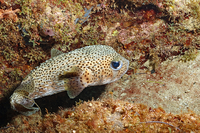 Martinique - photo n° 14