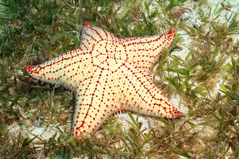 Martinique - photo n° 15