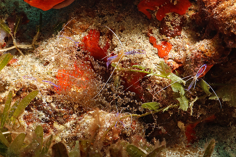 Martinique - photo n° 17