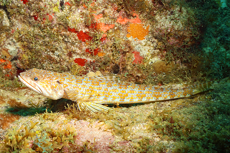 Martinique - photo n° 20