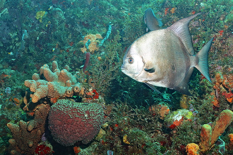 Martinique - photo n° 21