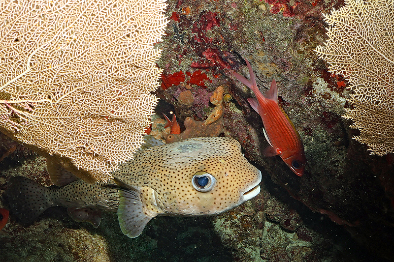 Martinique - Grand poisson porc-épic & poisson cardinal à queue fine (le rouge)