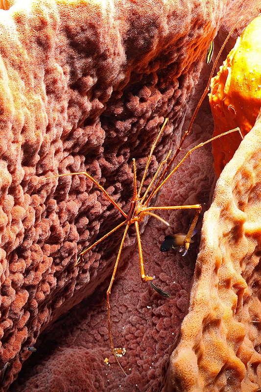 Martinique - photo n° 29