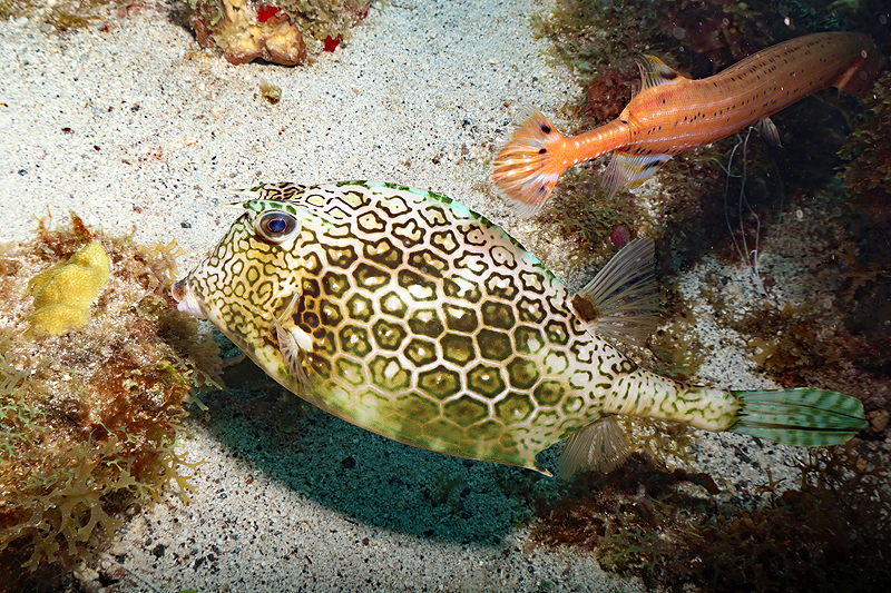 Martinique - Poisson coffre à polygones & poisson trompette (de dos)