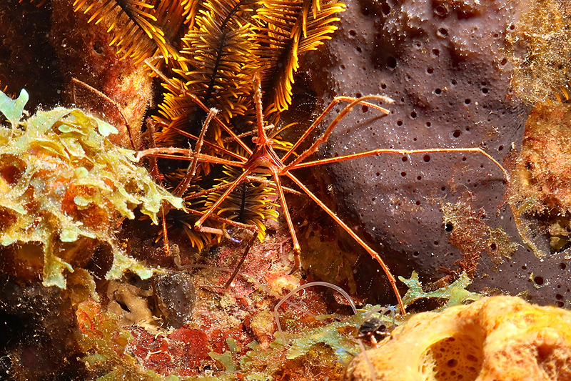 Martinique - photo n° 37