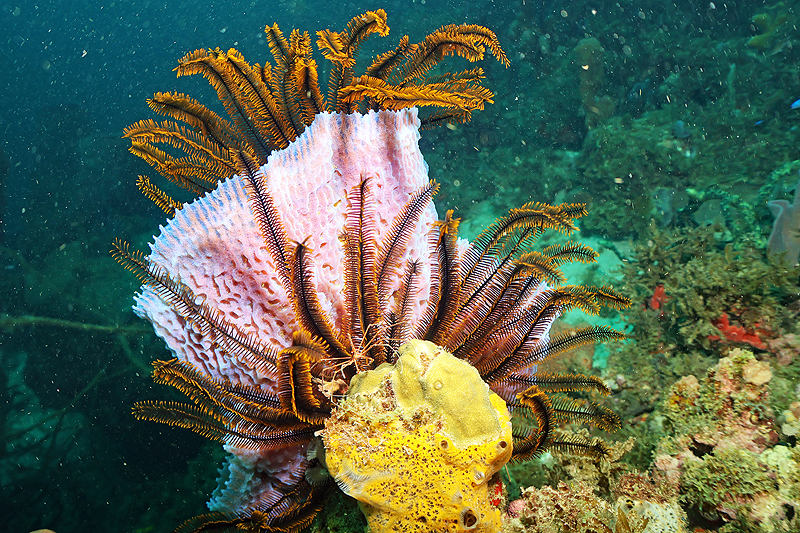 Martinique - photo n° 39