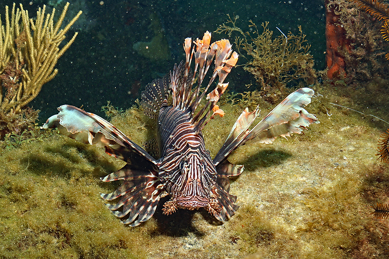 Martinique - photo n° 40