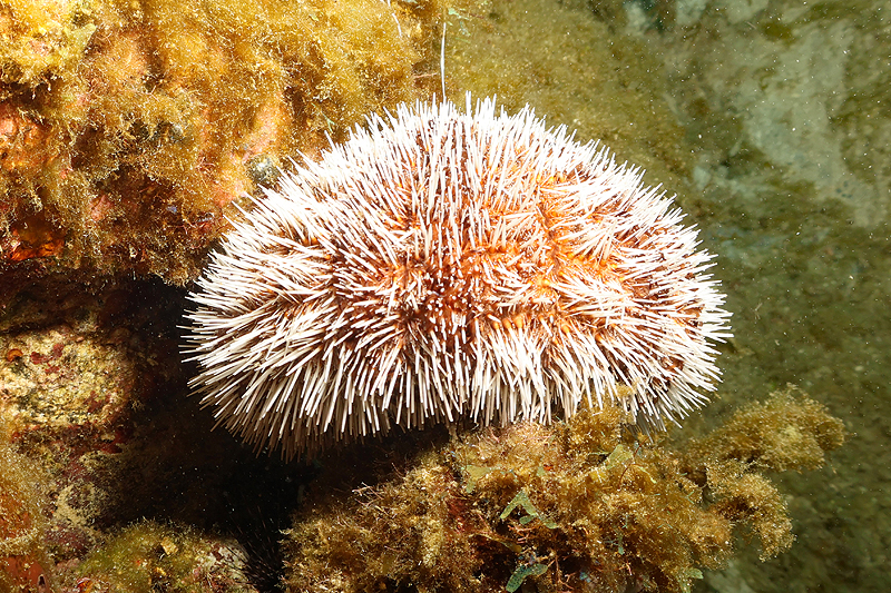 Martinique - photo n° 41