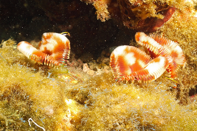 Martinique - photo n° 42