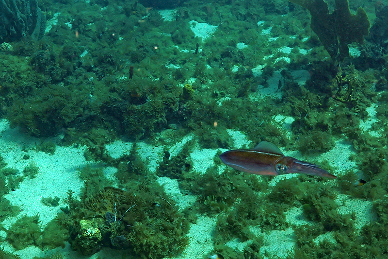 Martinique - photo n° 43