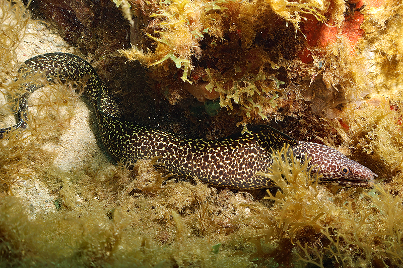 Martinique - photo n° 44