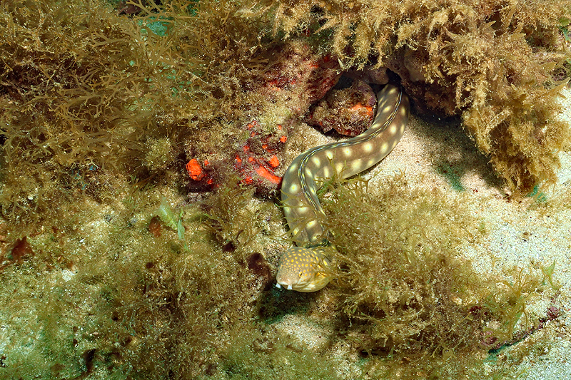 Martinique - photo n° 45