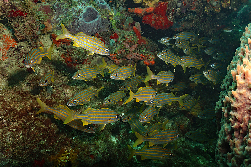 Martinique - photo n° 47